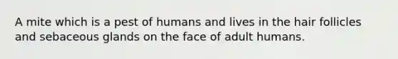 A mite which is a pest of humans and lives in the hair follicles and sebaceous glands on the face of adult humans.