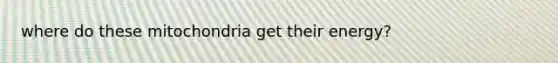 where do these mitochondria get their energy?
