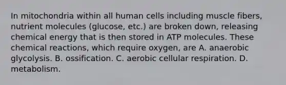 In mitochondria within all human cells including muscle fibers, nutrient molecules (glucose, etc.) are broken down, releasing chemical energy that is then stored in ATP molecules. These chemical reactions, which require oxygen, are A. anaerobic glycolysis. B. ossification. C. aerobic cellular respiration. D. metabolism.