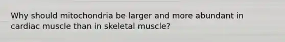 Why should mitochondria be larger and more abundant in cardiac muscle than in skeletal muscle?