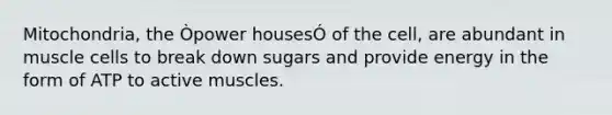 Mitochondria, the Òpower housesÓ of the cell, are abundant in muscle cells to break down sugars and provide energy in the form of ATP to active muscles.