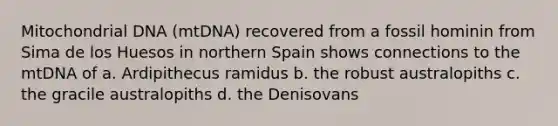 Mitochondrial DNA (mtDNA) recovered from a fossil hominin from Sima de los Huesos in northern Spain shows connections to the mtDNA of a. Ardipithecus ramidus b. the robust australopiths c. the gracile australopiths d. the Denisovans