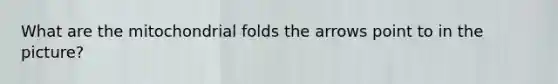 What are the mitochondrial folds the arrows point to in the picture?