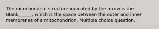 The mitochondrial structure indicated by the arrow is the Blank______, which is the space between the outer and inner membranes of a mitochondrion. Multiple choice question.