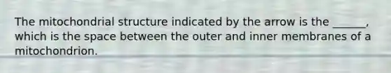 The mitochondrial structure indicated by the arrow is the ______, which is the space between the outer and inner membranes of a mitochondrion.