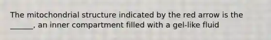 The mitochondrial structure indicated by the red arrow is the ______, an inner compartment filled with a gel-like fluid
