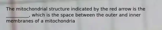 The mitochondrial structure indicated by the red arrow is the __________, which is the space between the outer and inner membranes of a mitochondria