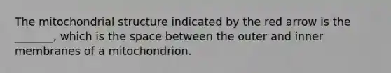The mitochondrial structure indicated by the red arrow is the _______, which is <a href='https://www.questionai.com/knowledge/k0Lyloclid-the-space' class='anchor-knowledge'>the space</a> between the outer and inner membranes of a mitochondrion.