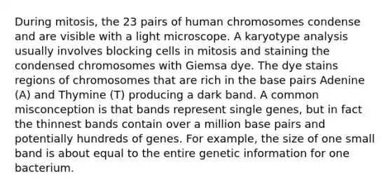 During mitosis, the 23 pairs of human chromosomes condense and are visible with a light microscope. A karyotype analysis usually involves blocking cells in mitosis and staining the condensed chromosomes with Giemsa dye. The dye stains regions of chromosomes that are rich in the base pairs Adenine (A) and Thymine (T) producing a dark band. A common misconception is that bands represent single genes, but in fact the thinnest bands contain over a million base pairs and potentially hundreds of genes. For example, the size of one small band is about equal to the entire genetic information for one bacterium.