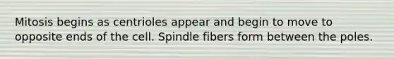 Mitosis begins as centrioles appear and begin to move to opposite ends of the cell. Spindle fibers form between the poles.