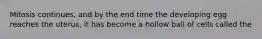 Mitosis continues, and by the end time the developing egg reaches the uterus, it has become a hollow ball of cells called the