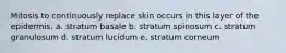 Mitosis to continuously replace skin occurs in this layer of the epidermis. a. stratum basale b. stratum spinosum c. stratum granulosum d. stratum lucidum e. stratum corneum