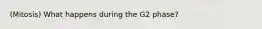 (Mitosis) What happens during the G2 phase?