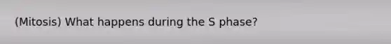 (Mitosis) What happens during the S phase?