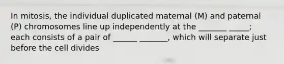 In mitosis, the individual duplicated maternal (M) and paternal (P) chromosomes line up independently at the _______ _____; each consists of a pair of ______ _______, which will separate just before the cell divides