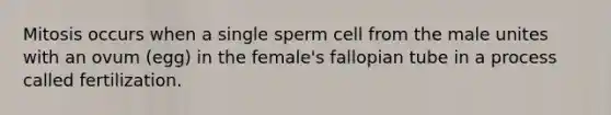 Mitosis occurs when a single sperm cell from the male unites with an ovum (egg) in the female's fallopian tube in a process called fertilization.