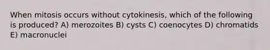 When mitosis occurs without cytokinesis, which of the following is produced? A) merozoites B) cysts C) coenocytes D) chromatids E) macronuclei