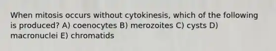 When mitosis occurs without cytokinesis, which of the following is produced? A) coenocytes B) merozoites C) cysts D) macronuclei E) chromatids