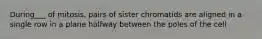 During___ of mitosis, pairs of sister chromatids are aligned in a single row in a plane halfway between the poles of the cell