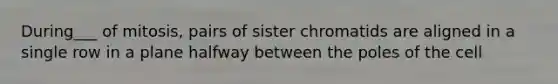 During___ of mitosis, pairs of sister chromatids are aligned in a single row in a plane halfway between the poles of the cell