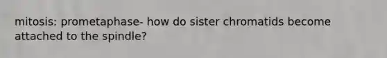 mitosis: prometaphase- how do sister chromatids become attached to the spindle?
