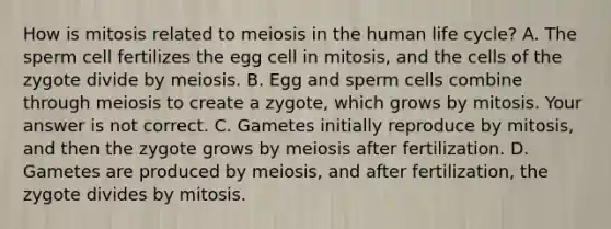 How is mitosis related to meiosis in the human life​ cycle? A. The sperm cell fertilizes the egg cell in​ mitosis, and the cells of the zygote divide by meiosis. B. Egg and sperm cells combine through meiosis to create a​ zygote, which grows by mitosis. Your answer is not correct. C. Gametes initially reproduce by​ mitosis, and then the zygote grows by meiosis after fertilization. D. Gametes are produced by​ meiosis, and after​ fertilization, the zygote divides by mitosis.