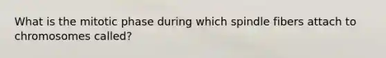 What is the mitotic phase during which spindle fibers attach to chromosomes called?