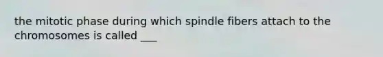 the mitotic phase during which spindle fibers attach to the chromosomes is called ___