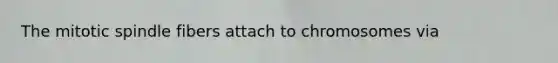 The mitotic spindle fibers attach to chromosomes via