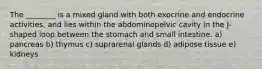 The ________ is a mixed gland with both exocrine and endocrine activities, and lies within the abdominopelvic cavity in the J-shaped loop between the stomach and small intestine. a) pancreas b) thymus c) suprarenal glands d) adipose tissue e) kidneys