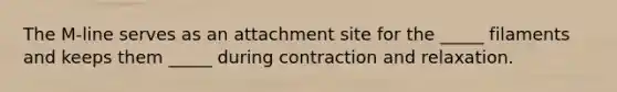 The M-line serves as an attachment site for the _____ filaments and keeps them _____ during contraction and relaxation.