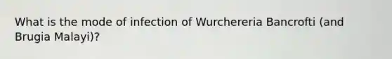 What is the mode of infection of Wurchereria Bancrofti (and Brugia Malayi)?