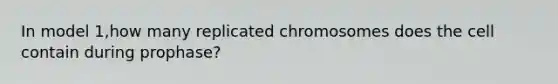 In model 1,how many replicated chromosomes does the cell contain during prophase?