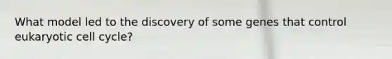What model led to the discovery of some genes that control eukaryotic cell cycle?