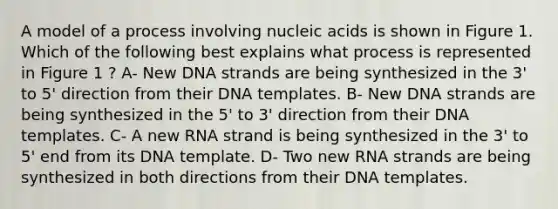 A model of a process involving nucleic acids is shown in Figure 1. Which of the following best explains what process is represented in Figure 1 ? A- New DNA strands are being synthesized in the 3' to 5' direction from their DNA templates. B- New DNA strands are being synthesized in the 5' to 3' direction from their DNA templates. C- A new RNA strand is being synthesized in the 3' to 5' end from its DNA template. D- Two new RNA strands are being synthesized in both directions from their DNA templates.