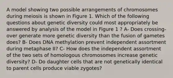 A model showing two possible arrangements of chromosomes during meiosis is shown in Figure 1. Which of the following questions about genetic diversity could most appropriately be answered by analysis of the model in Figure 1 ? A- Does crossing-over generate more genetic diversity than the fusion of gametes does? B- Does DNA methylation prevent independent assortment during metaphase II? C- How does the independent assortment of the two sets of homologous chromosomes increase genetic diversity? D- Do daughter cells that are not genetically identical to parent cells produce viable zygotes?