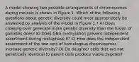 A model showing two possible arrangements of chromosomes during meiosis is shown in Figure 1. Which of the following questions about genetic diversity could most appropriately be answered by analysis of the model in Figure 1 ? A) Does crossing-over generate more genetic diversity than the fusion of gametes does? B) Does DNA methylation prevent independent assortment during metaphase II? C) How does the independent assortment of the two sets of homologous chromosomes increase genetic diversity? D) Do daughter cells that are not genetically identical to parent cells produce viable zygotes?