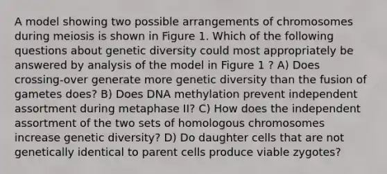 A model showing two possible arrangements of chromosomes during meiosis is shown in Figure 1. Which of the following questions about genetic diversity could most appropriately be answered by analysis of the model in Figure 1 ? A) Does crossing-over generate more genetic diversity than the fusion of gametes does? B) Does DNA methylation prevent independent assortment during metaphase II? C) How does the independent assortment of the two sets of homologous chromosomes increase genetic diversity? D) Do daughter cells that are not genetically identical to parent cells produce viable zygotes?