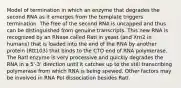 Model of termination in which an enzyme that degrades the second RNA as it emerges from the template triggers termination. The free of the second RNA is uncapped and thus can be distinguished from genuine transcripts. This new RNA is recognized by an RNase called RatI in yeast (and Xrn2 in humans) that is loaded into the end of the RNA by another protein (Rtt103) that binds to the CTD end of RNA polymerase. The RatI enzyme is very processive and quickly degrades the RNA in a 5'-3' direction until it catches up to the still transcribing polymerase from which RNA is being spewed. Other factors may be involved in RNA Pol dissociation besides RatI.