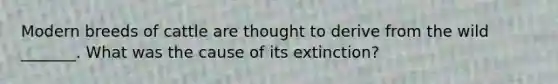 Modern breeds of cattle are thought to derive from the wild _______. What was the cause of its extinction?