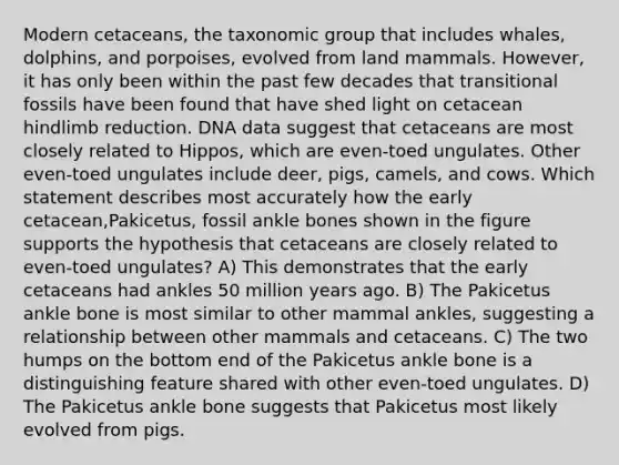 Modern cetaceans, the taxonomic group that includes whales, dolphins, and porpoises, evolved from land mammals. However, it has only been within the past few decades that transitional fossils have been found that have shed light on cetacean hindlimb reduction. DNA data suggest that cetaceans are most closely related to Hippos, which are even-toed ungulates. Other even-toed ungulates include deer, pigs, camels, and cows. Which statement describes most accurately how the early cetacean,Pakicetus, fossil ankle bones shown in the figure supports the hypothesis that cetaceans are closely related to even-toed ungulates? A) This demonstrates that the early cetaceans had ankles 50 million years ago. B) The Pakicetus ankle bone is most similar to other mammal ankles, suggesting a relationship between other mammals and cetaceans. C) The two humps on the bottom end of the Pakicetus ankle bone is a distinguishing feature shared with other even-toed ungulates. D) The Pakicetus ankle bone suggests that Pakicetus most likely evolved from pigs.