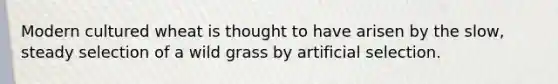 Modern cultured wheat is thought to have arisen by the slow, steady selection of a wild grass by artificial selection.
