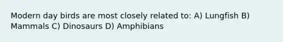 Modern day birds are most closely related to: A) Lungfish B) Mammals C) Dinosaurs D) Amphibians