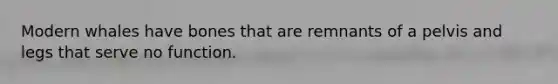 Modern whales have bones that are remnants of a pelvis and legs that serve no function.