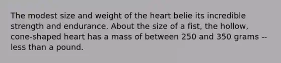 The modest size and weight of the heart belie its incredible strength and endurance. About the size of a fist, the hollow, cone-shaped heart has a mass of between 250 and 350 grams -- less than a pound.