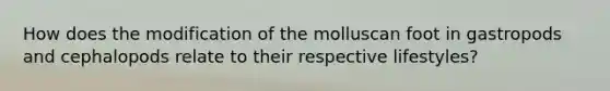 How does the modification of the molluscan foot in gastropods and cephalopods relate to their respective lifestyles?