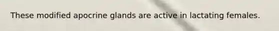 These modified apocrine glands are active in lactating females.