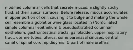 modified columnar cells that secrete mucus, a slightly sticky fluid, at their apical surfaces. Before release, mucus accumulates in upper portion of cell, causing it to bulge and making the whole cell resemble a goblet or wine glass located in (Non)ciliated simple columnar epithelium & pseudostratified columnar epithelium: gastrointestinal tracts, gallbladder, upper respiratory tract, uterine tubes, uterus, some paranasal sinuses, central canal of spinal cord, epididymis, & part of male urethra