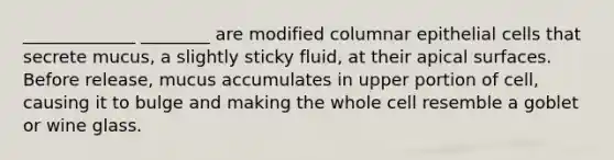 _____________ ________ are modified columnar epithelial cells that secrete mucus, a slightly sticky fluid, at their apical surfaces. Before release, mucus accumulates in upper portion of cell, causing it to bulge and making the whole cell resemble a goblet or wine glass.