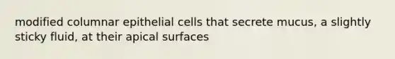 modified columnar epithelial cells that secrete mucus, a slightly sticky fluid, at their apical surfaces